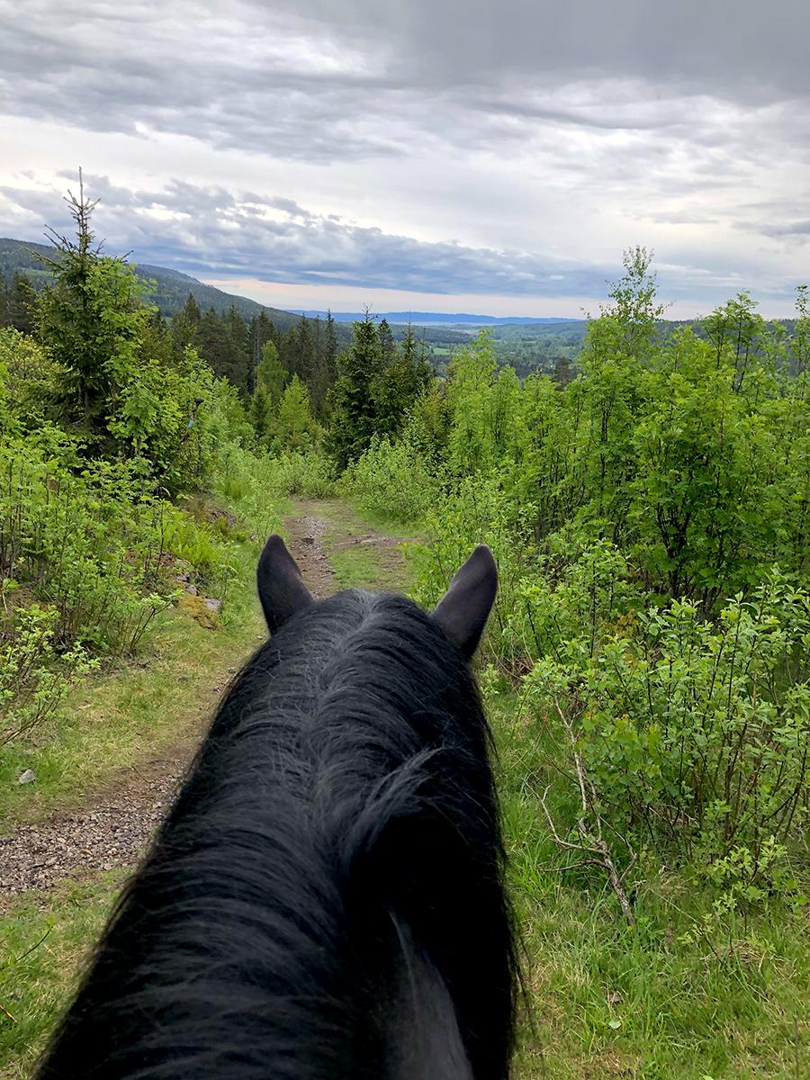 horse with a view