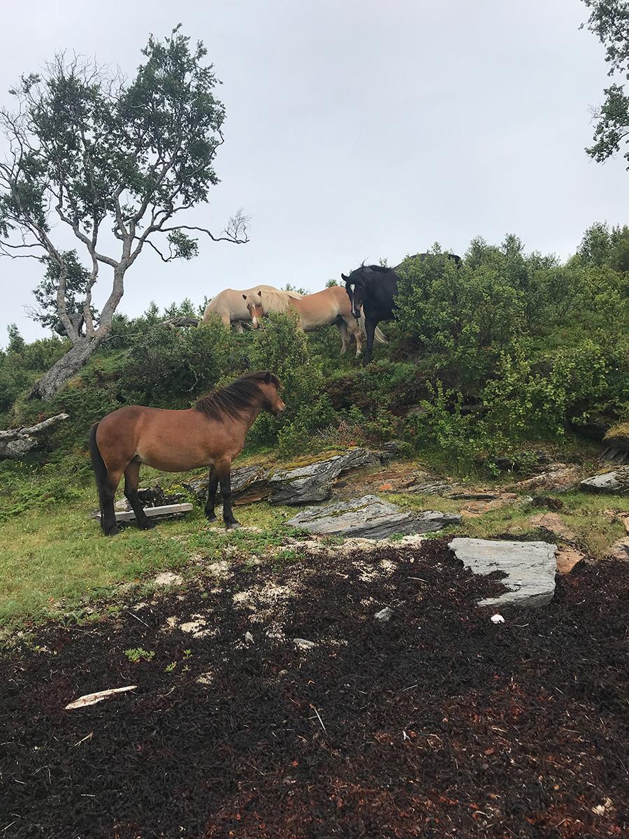 horses on an island