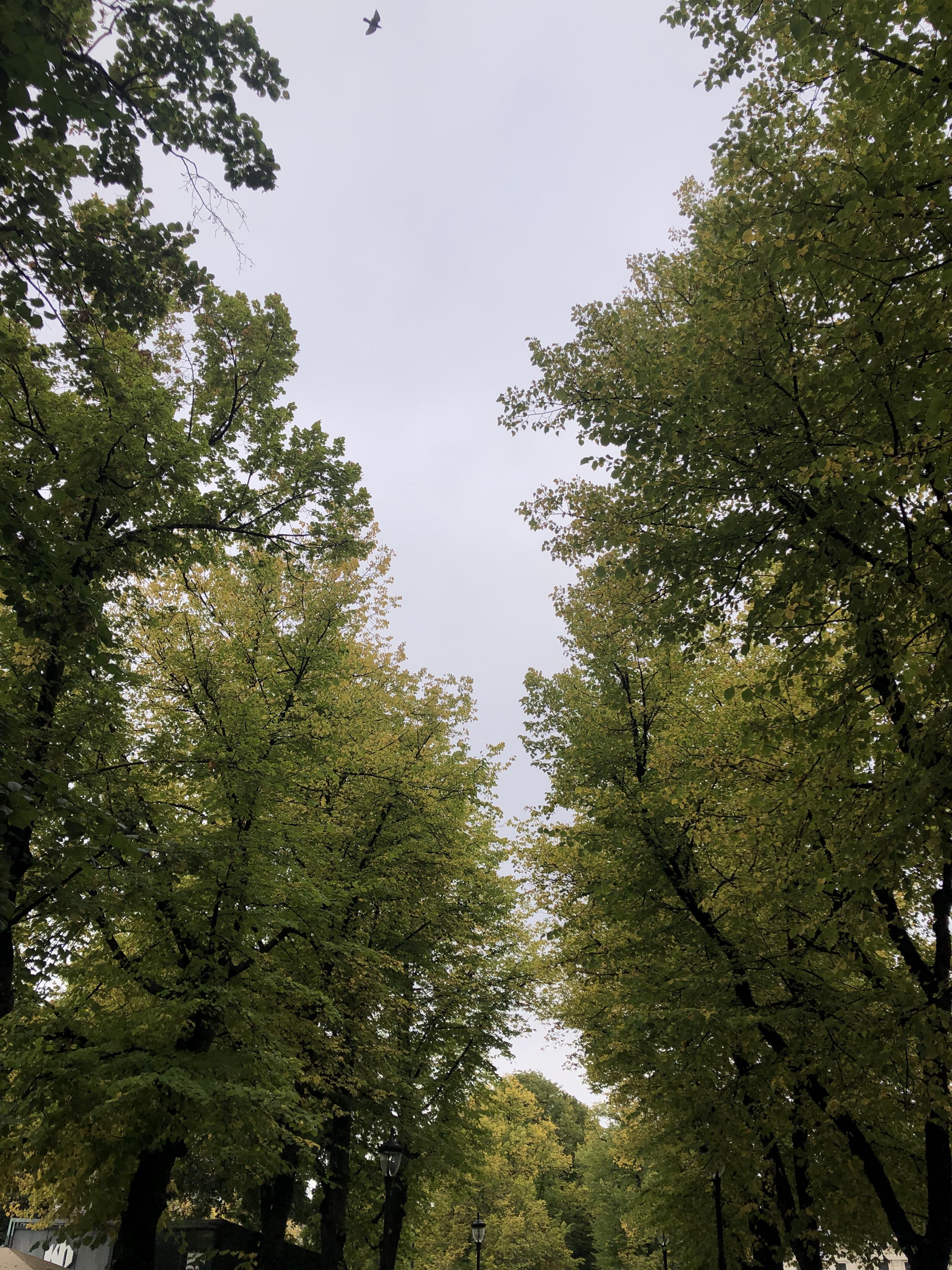 early autumn and a special kind of green