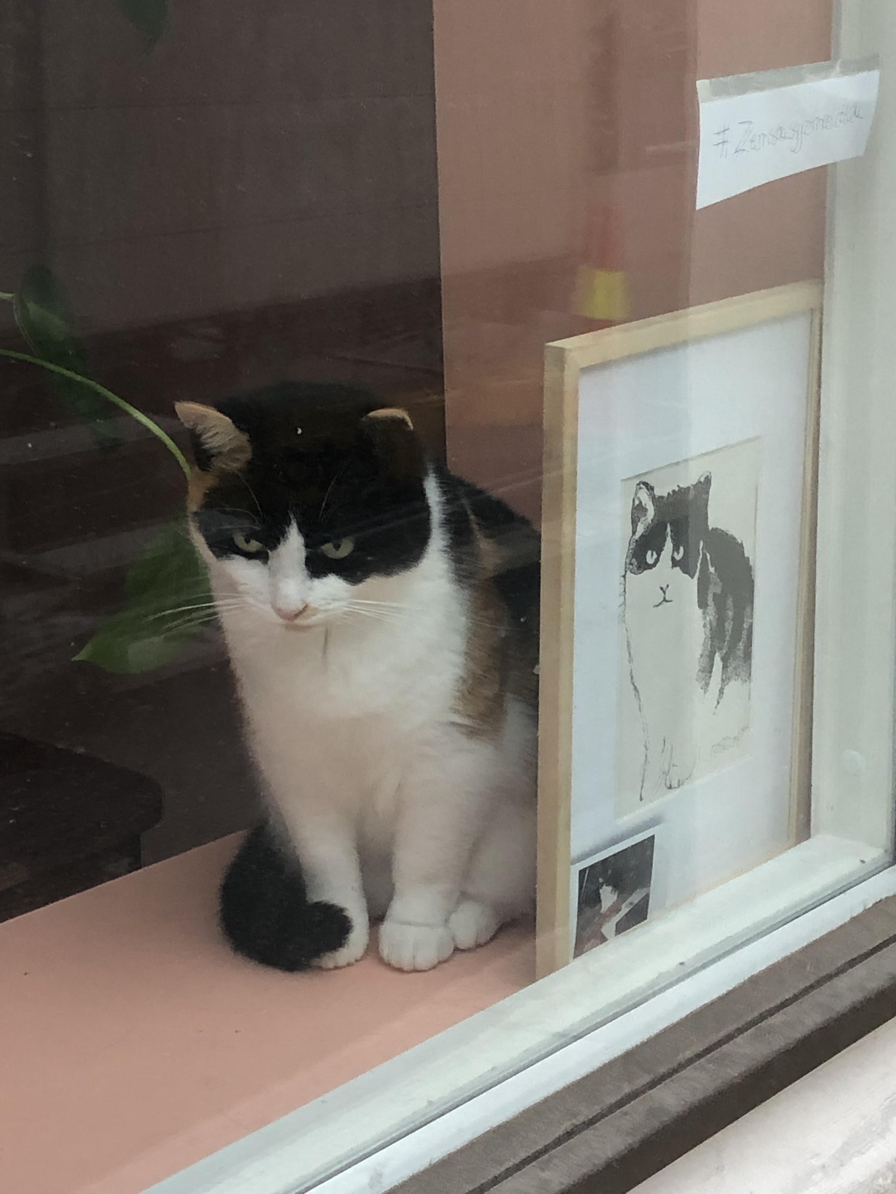 the cat named zensa
