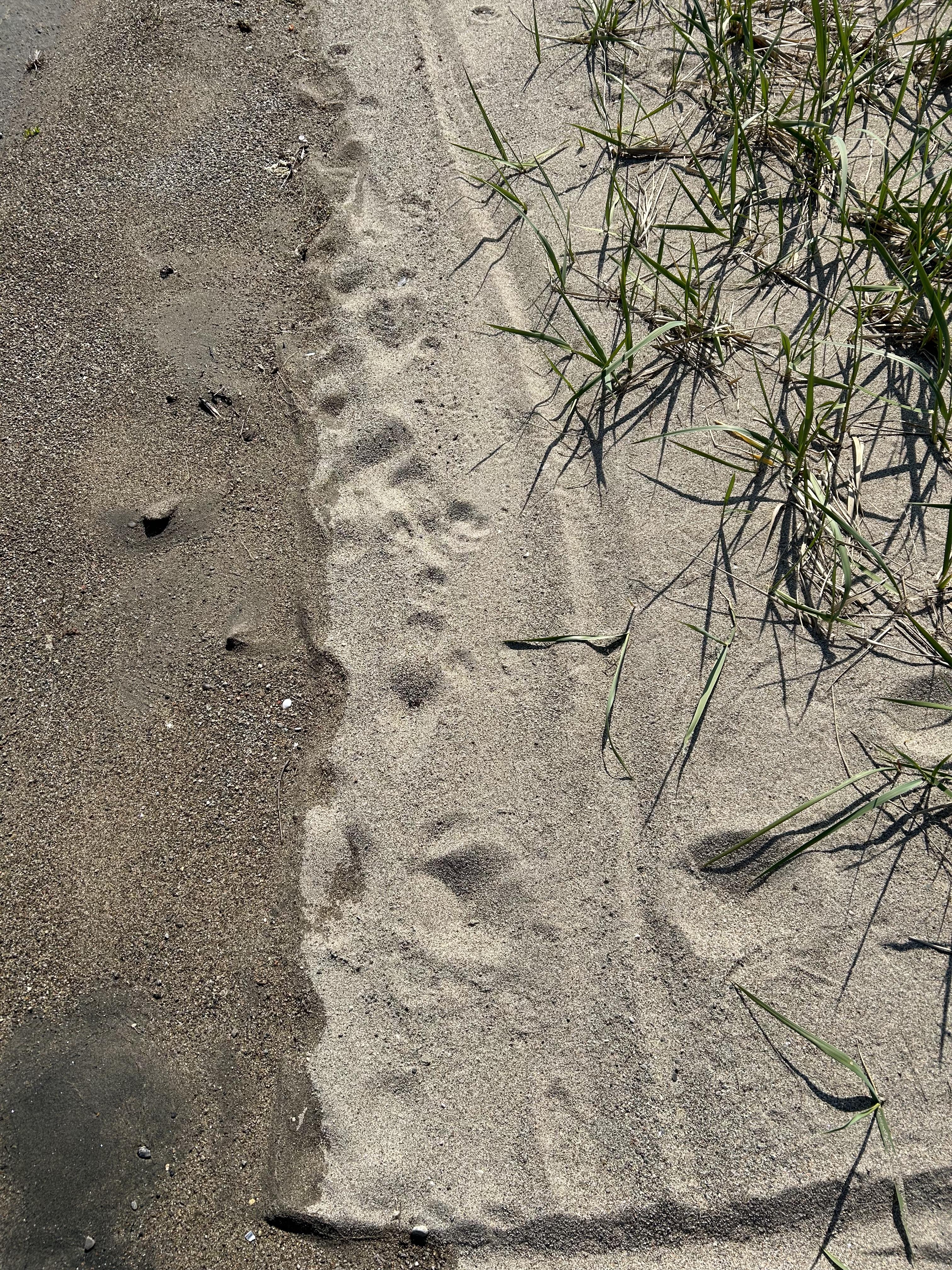 tracks