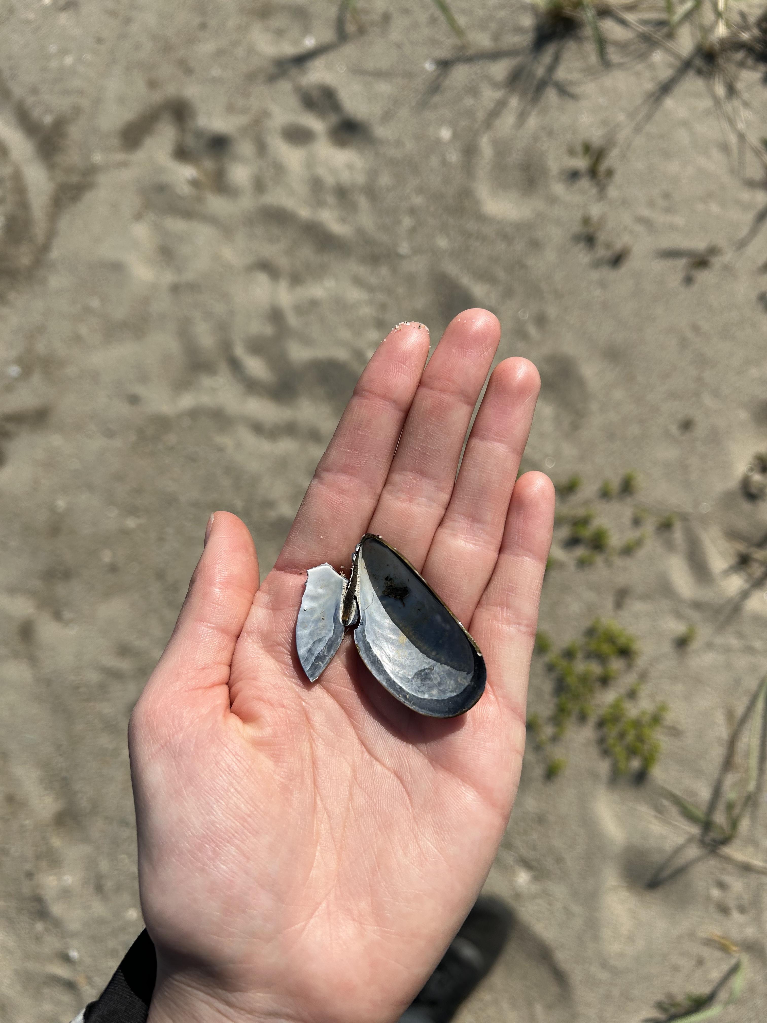 what I found on the beach
