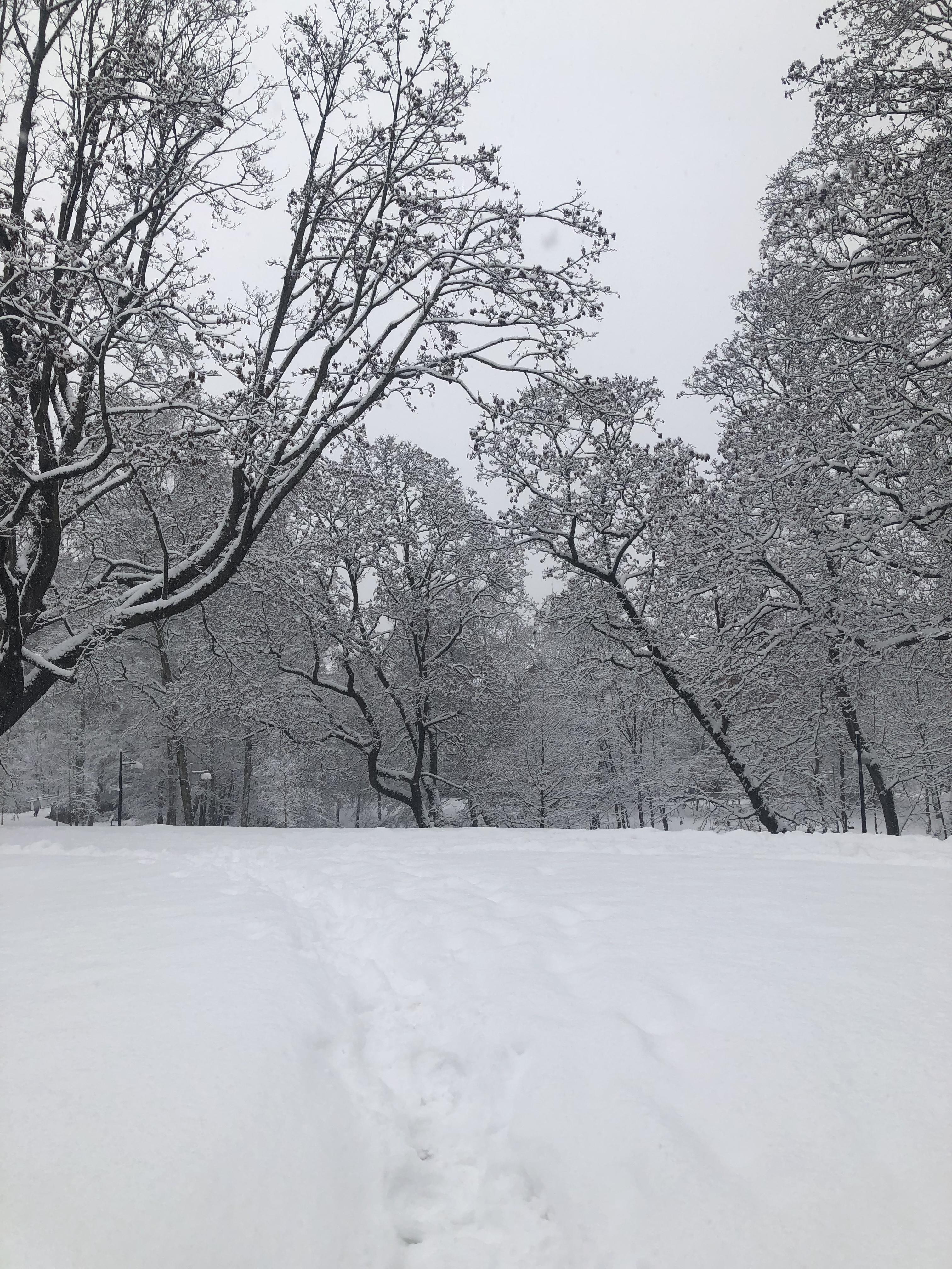 fresh snow
