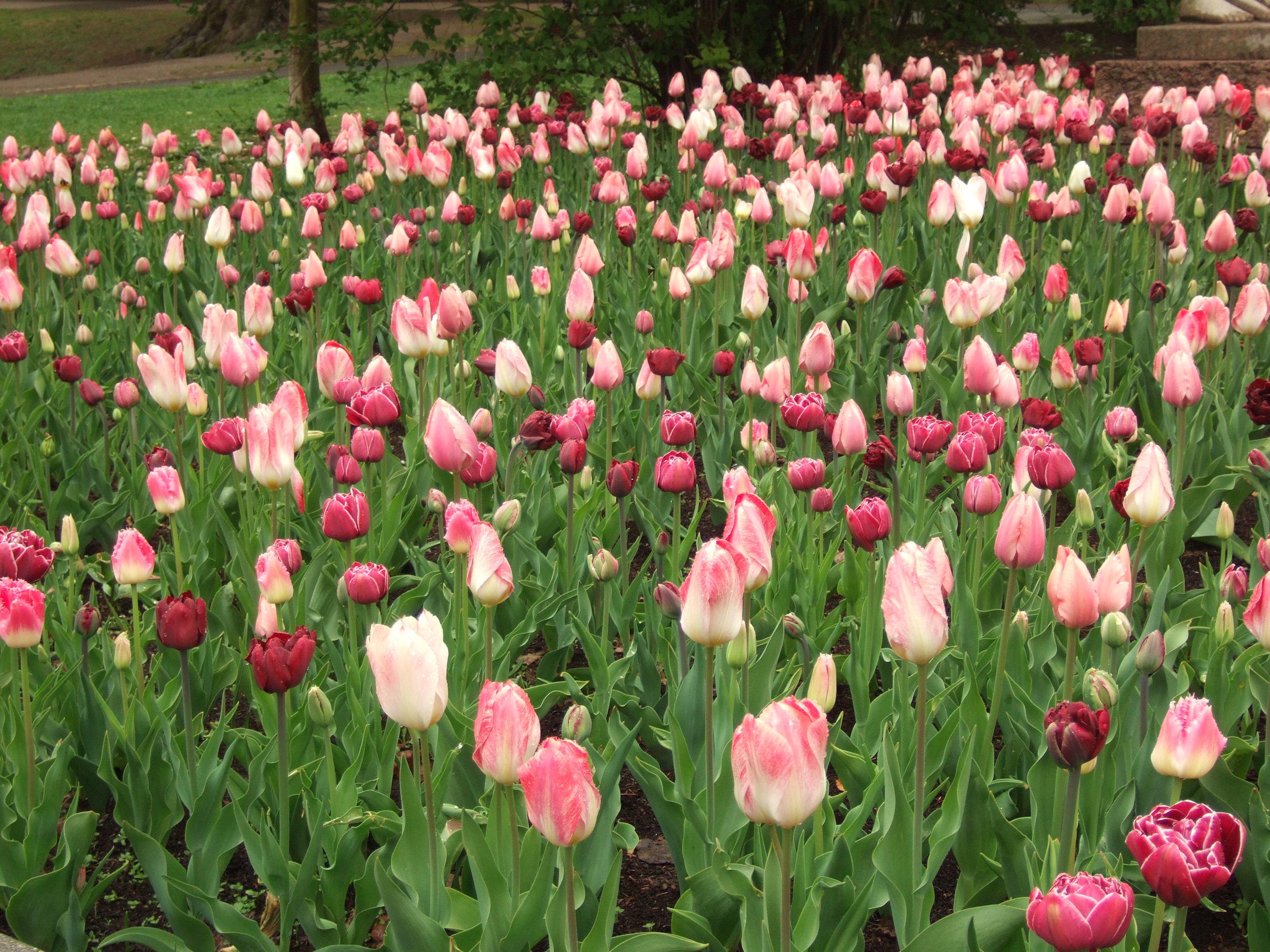 tulips after rain