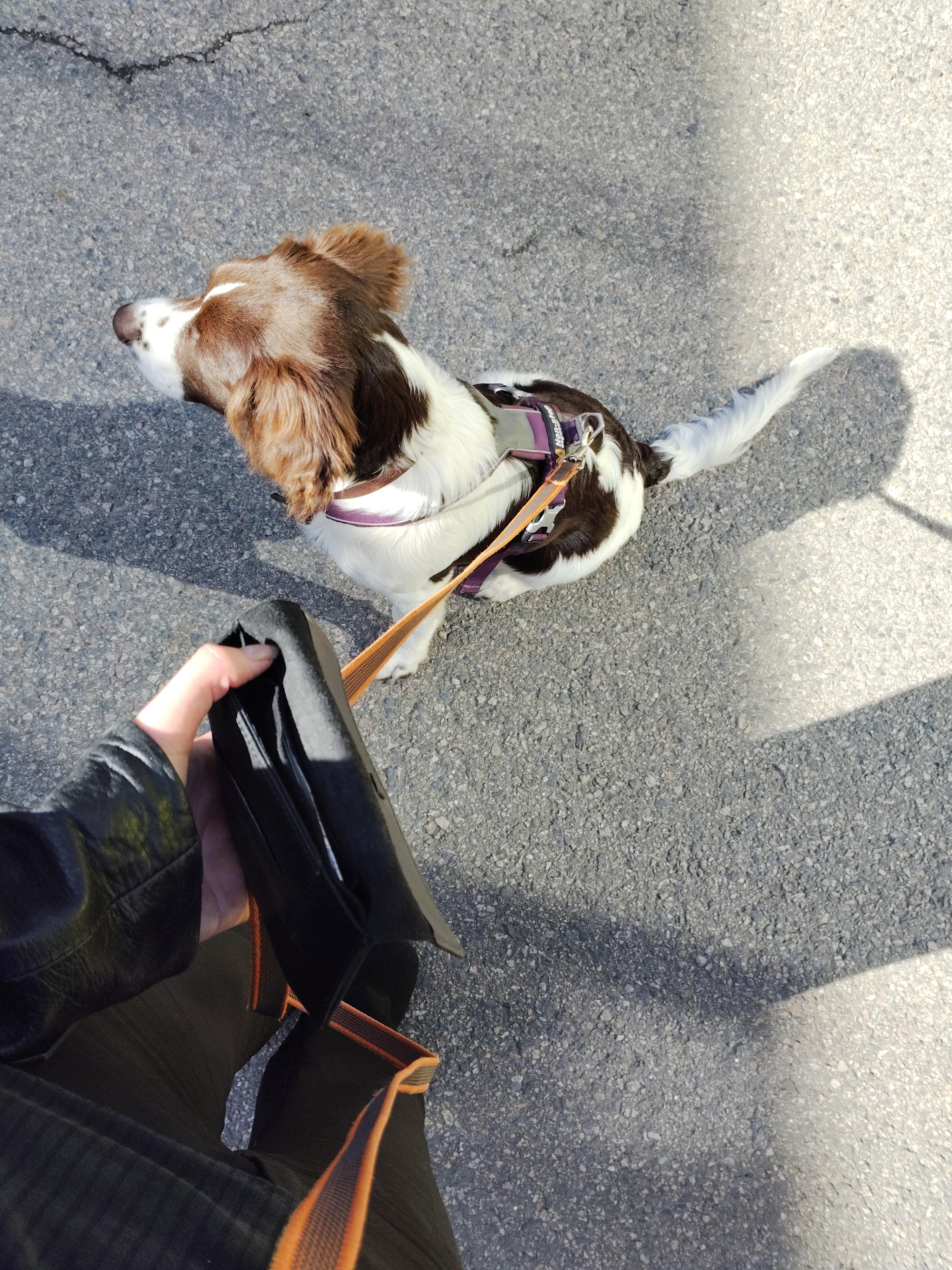 borrowed dog