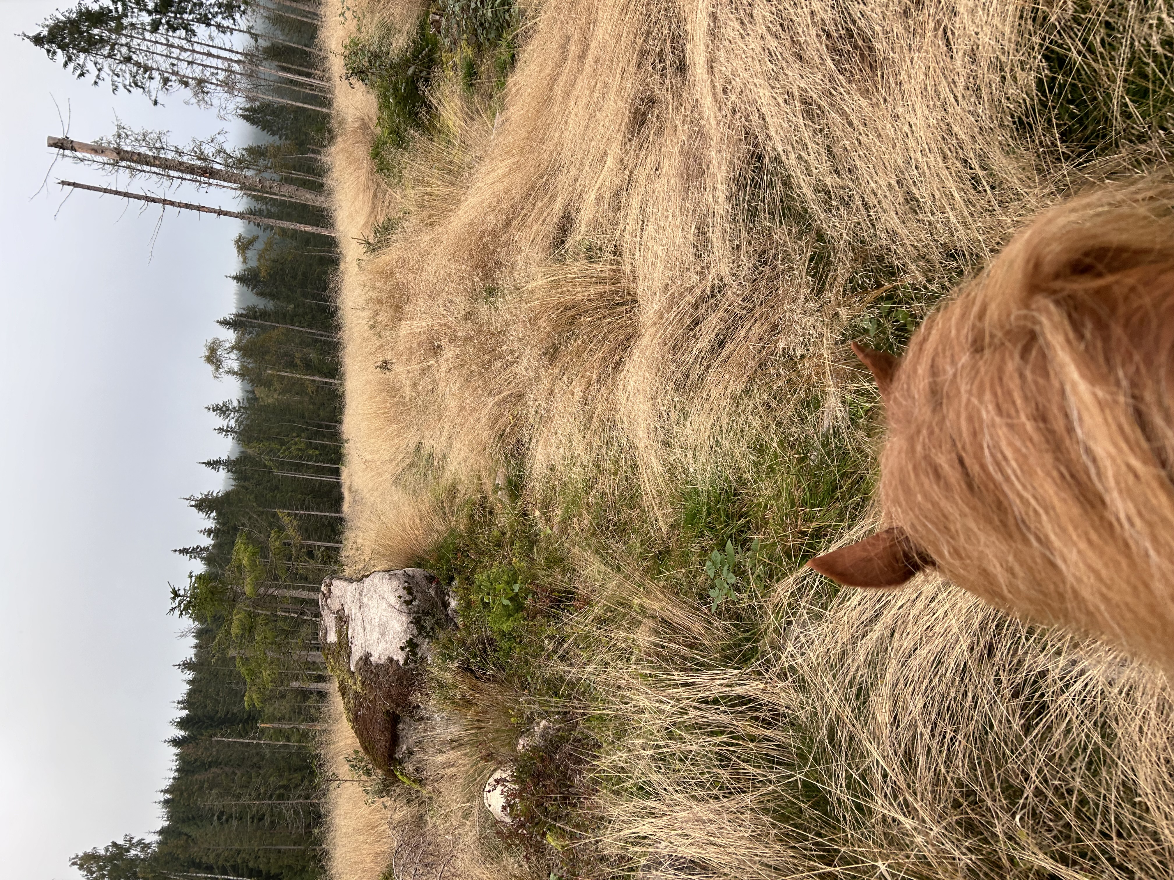 somewhere with a horse