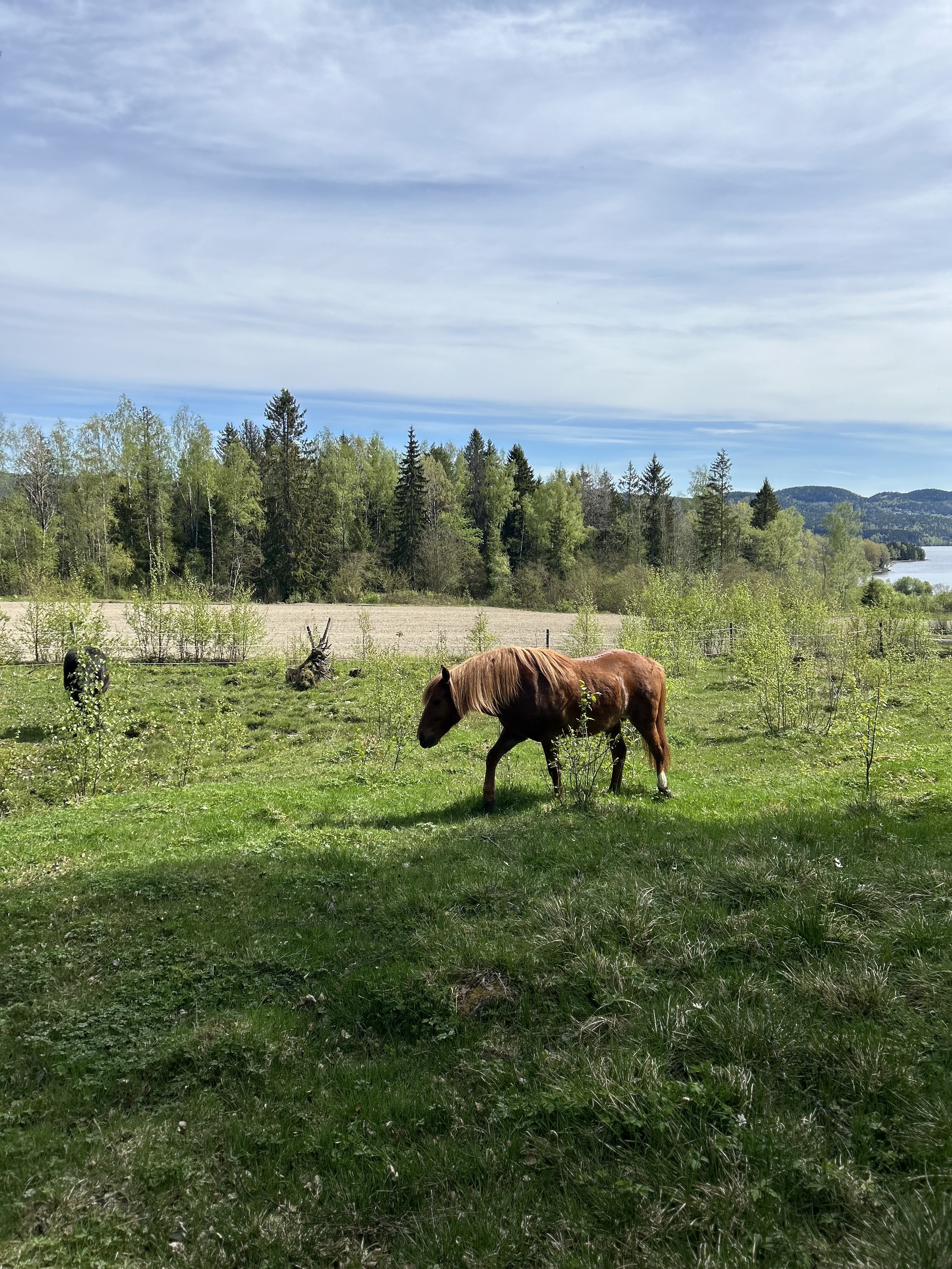 the grass is always greener somewhere else