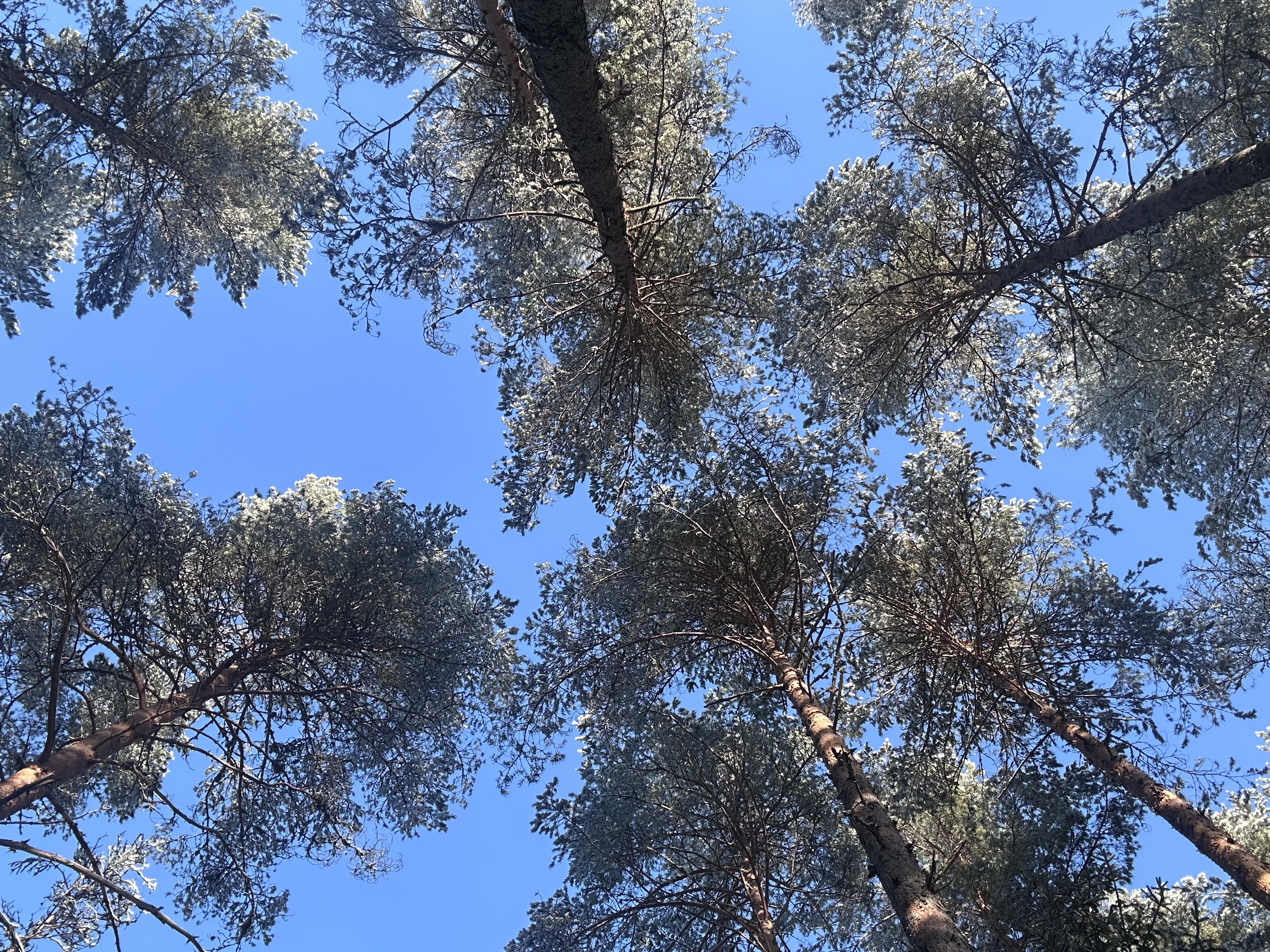 treetops and a blue sky